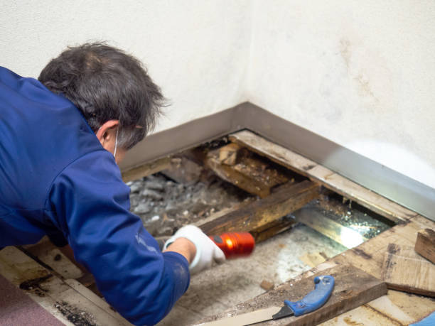 Best Residential Mold Remediation in Adelanto, CA