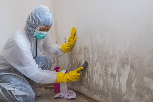Best Post-Flood Mold Remediation in Adelanto, CA