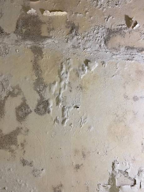 Best Residential Mold Remediation in Adelanto, CA
