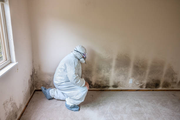 Professional Mold Remediation in Adelanto, CA