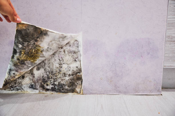 Best Emergency Mold Remediation in Adelanto, CA